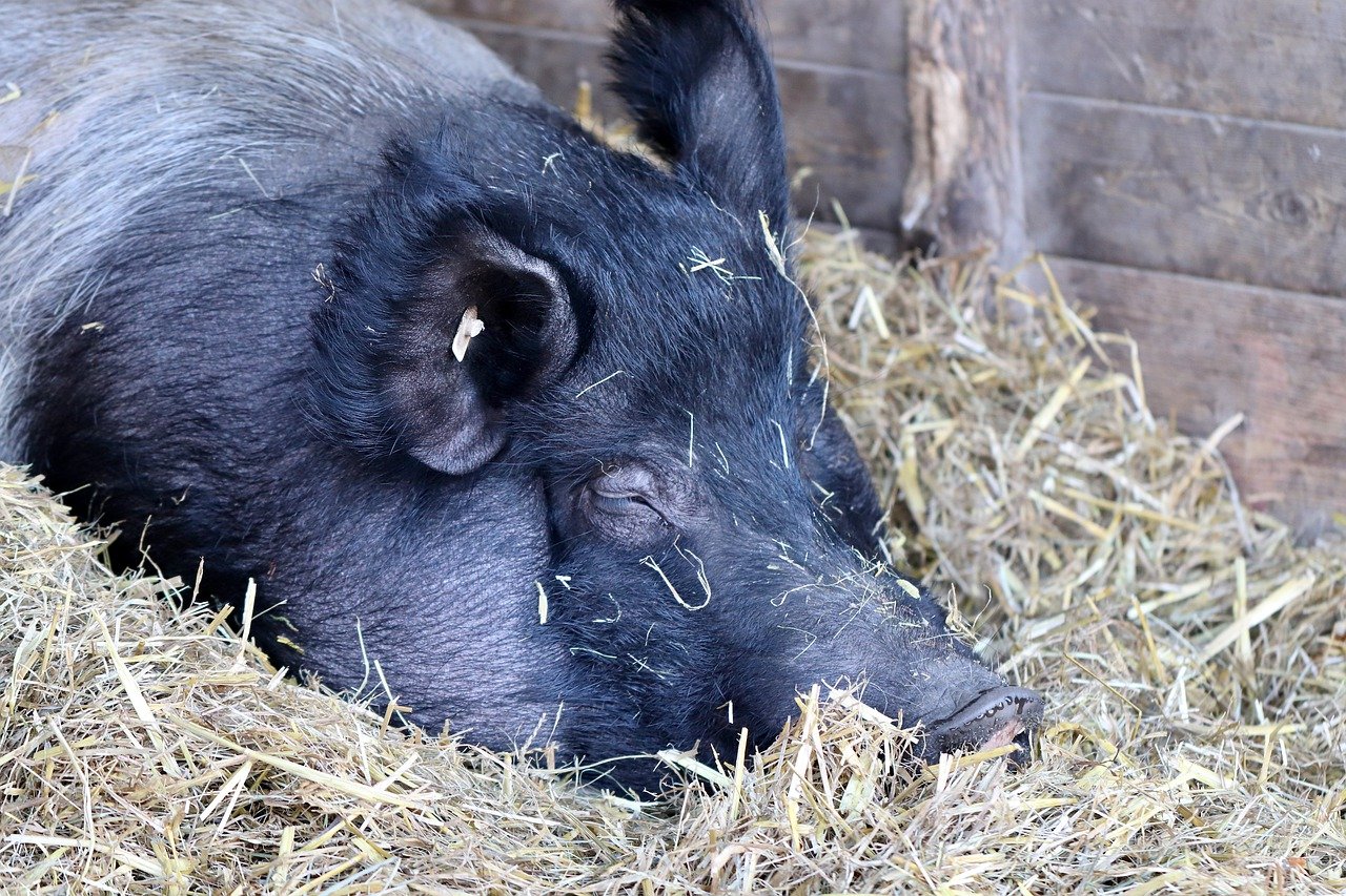 Pig resting in pen on hay by Annette Meyer via Pixabay